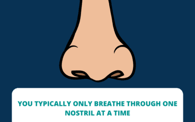 The nasal cycle