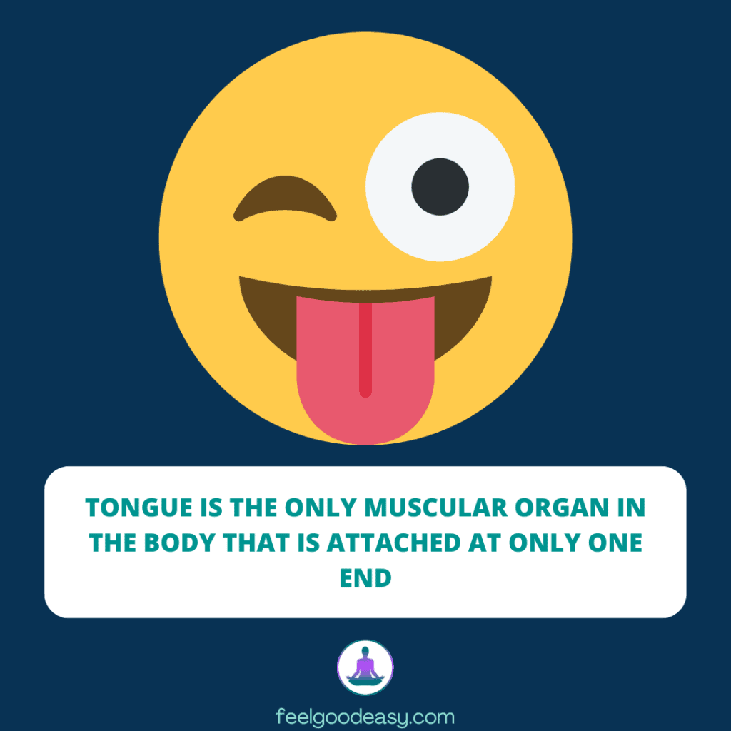 Tongue is the only muscular organ in the body that is attached at only one end