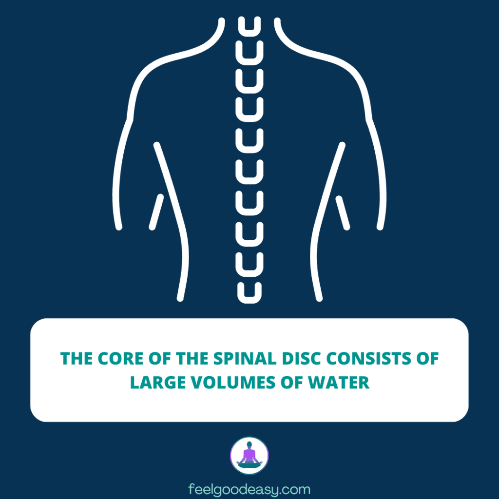 The core of the spinal disc consists of large volumes of water