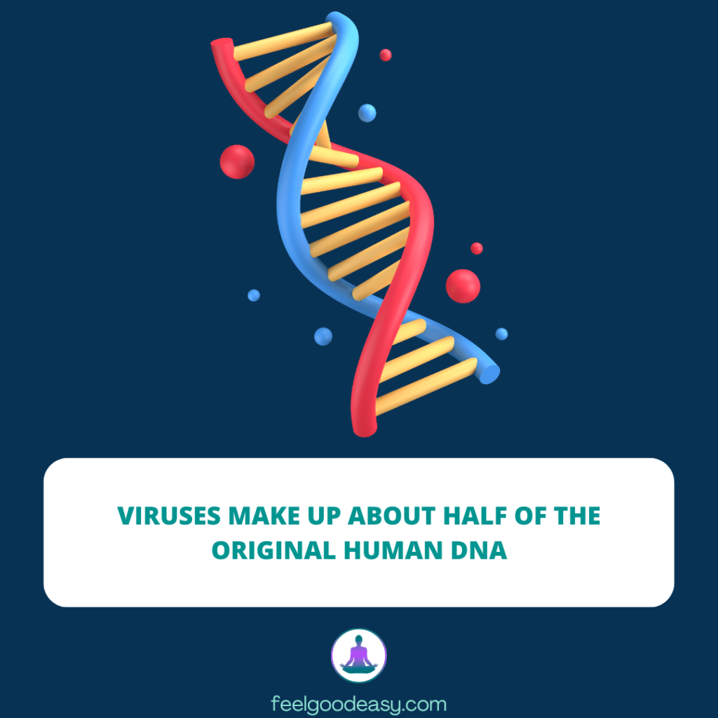 Viruses make up about half of the original human DNA